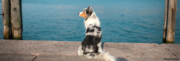 Ferienwohnung mit Hund am Gardasee - Bardolino
