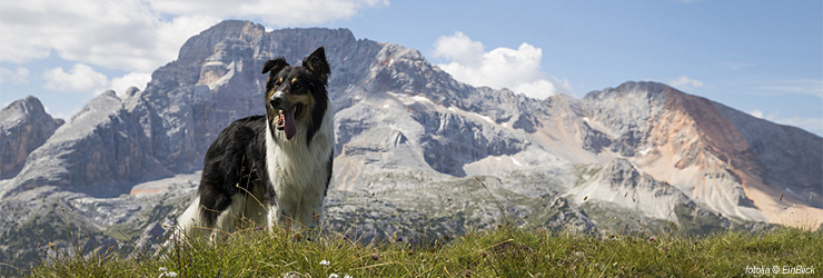 Ferienwohnung mit Hund im Montafon - Sankt Gallenkirch